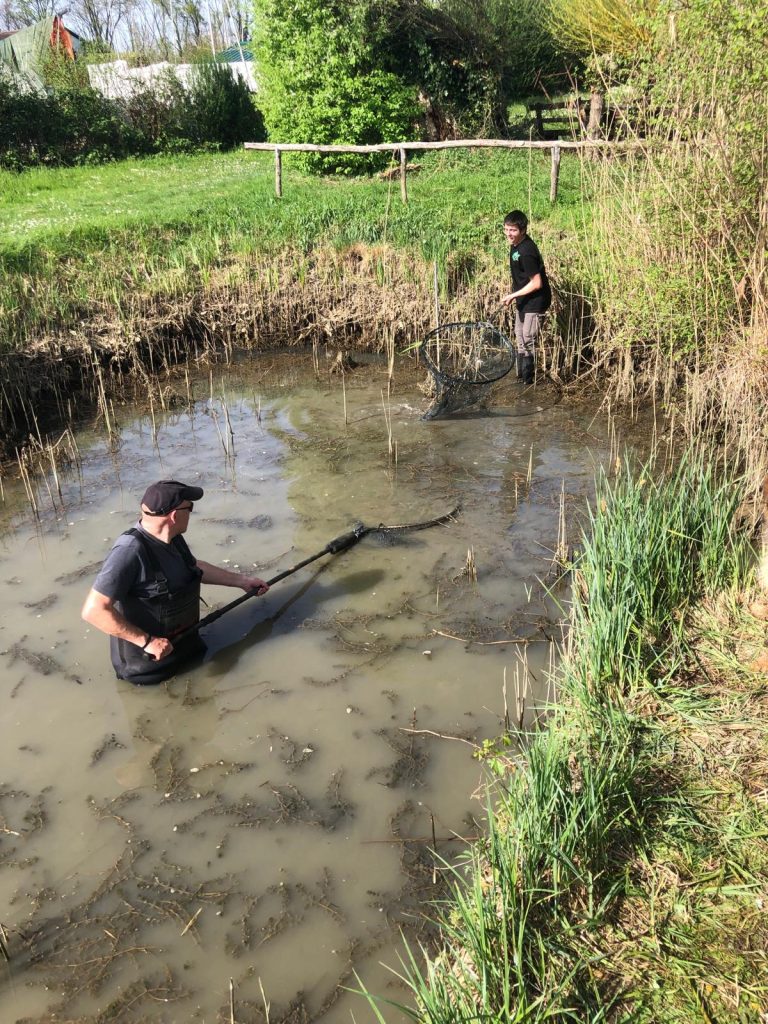 Wildkarpfenprojekt läuft weiter